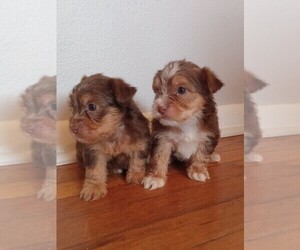 Yorkshire Terrier Puppy for sale in LOGANSPORT, IN, USA