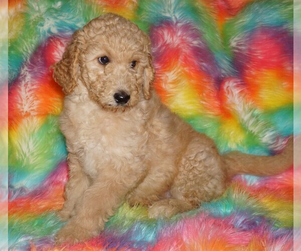 Medium Photo #11 Labradoodle mix (+ Poodle Standard) Puppy For Sale in LA HABRA, CA, USA