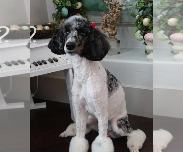 Medium Photo #1 Cavapoo (Miniature) Puppy For Sale in CITRUS HEIGHTS, CA, USA