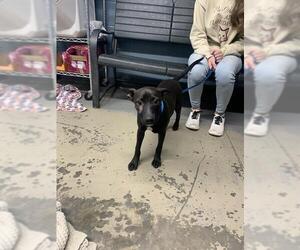 Finnish Spitz Dogs for adoption in Tallahassee, FL, USA