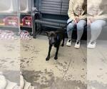 Small Finnish Spitz