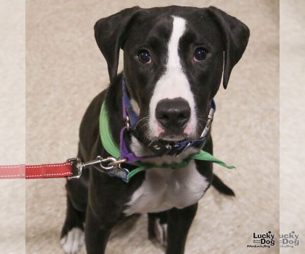 Medium Photo #4 Borador Puppy For Sale in Washington, DC, USA