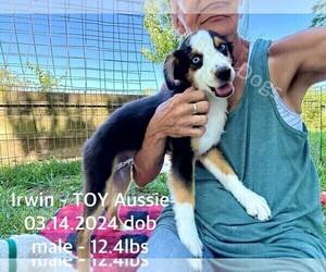 Miniature Australian Shepherd Puppy for sale in CASSVILLE, MO, USA