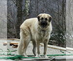Small #1 Anatolian Shepherd-Great Pyrenees Mix