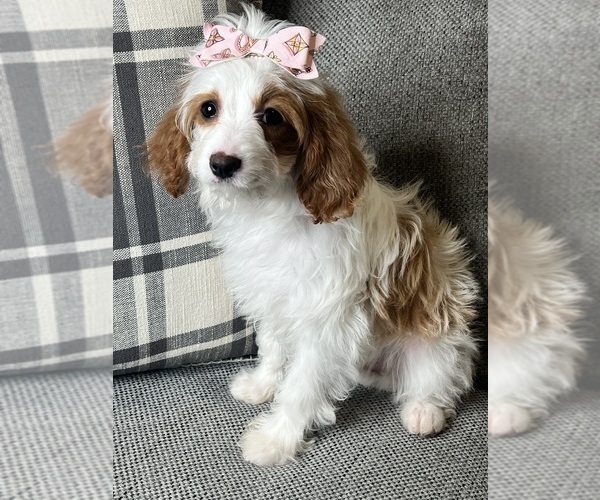 Medium Photo #7 Cavapoo (Miniature) Puppy For Sale in RICHMOND, IL, USA