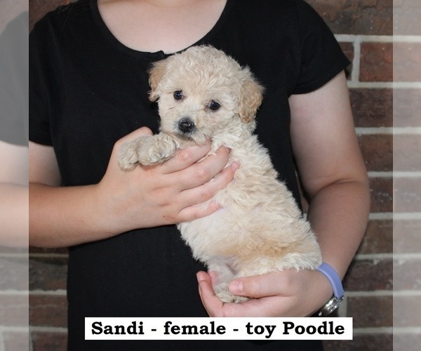 Medium Photo #3 Poodle (Toy) Puppy For Sale in CLARKRANGE, TN, USA