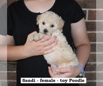 Small #2 Poodle (Toy)