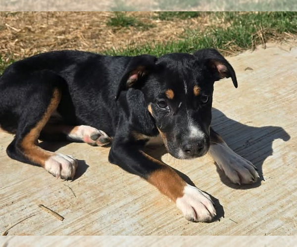 Medium Photo #3 Mutt Puppy For Sale in garner, NC, USA