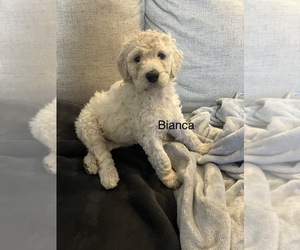 Poodle (Standard) Puppy for sale in GREENWOOD, MS, USA