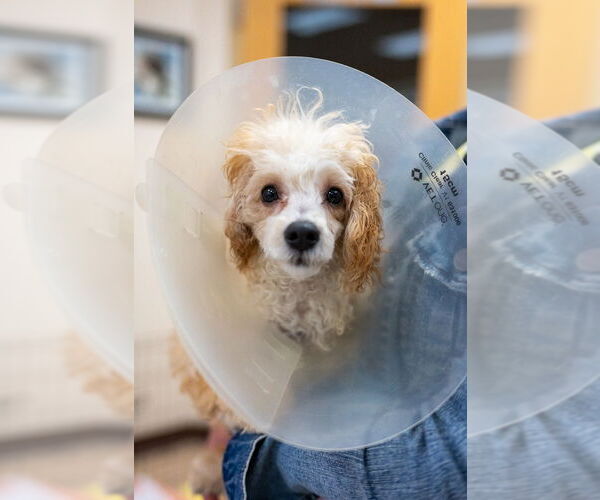 Medium Photo #4 Mutt Puppy For Sale in Mundelein, IL, USA