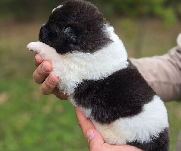 Medium Photo #6 Akita Puppy For Sale in STRAFFORD, MO, USA
