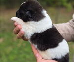 Small #5 Akita