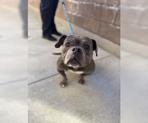 American Bulldog Dogs for adoption in Salinas, CA, USA
