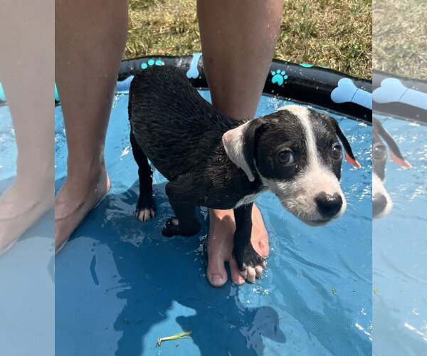 Medium Photo #2 Mutt Puppy For Sale in Stephens City, VA, USA