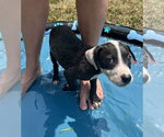 Small #1 Mutt