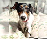 Small #11 Jack Russell Terrier