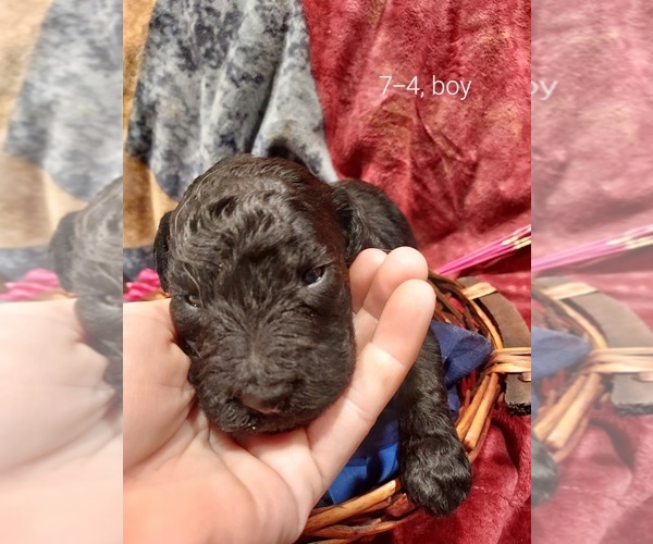 Medium Photo #33 Bordoodle Puppy For Sale in COPPERAS COVE, TX, USA