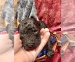 Small Photo #33 Bordoodle Puppy For Sale in COPPERAS COVE, TX, USA