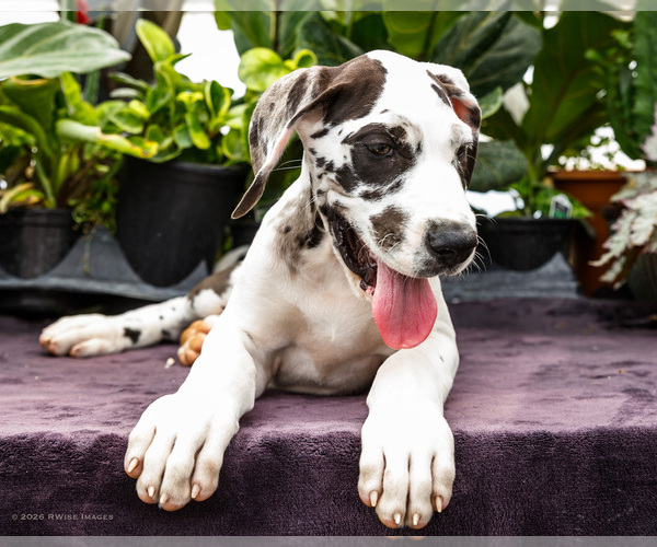 Medium Photo #10 Great Dane Puppy For Sale in WAKARUSA, IN, USA