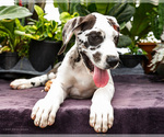 Small #9 Great Dane