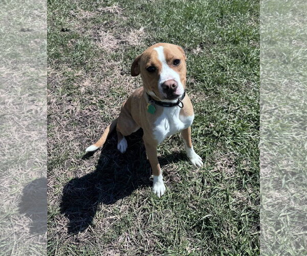 Medium Photo #1 Boxer-Unknown Mix Puppy For Sale in Burnsville, MN, USA