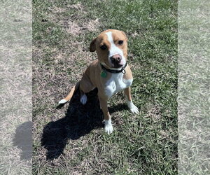 Boxer-Unknown Mix Dogs for adoption in Burnsville, MN, USA