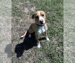 Small Boxer Mix