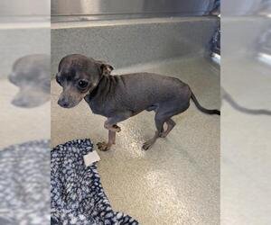 Chihuahua-Unknown Mix Dogs for adoption in San Martin, CA, USA
