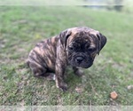Small Photo #2 Olde English Bulldogge Puppy For Sale in VIOLA, AR, USA