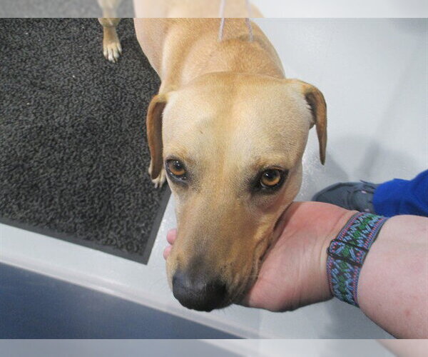 Medium Photo #1 Black Mouth Cur-Labrador Retriever Mix Puppy For Sale in Ocala, FL, USA