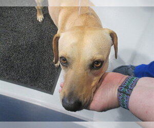 Black Mouth Cur-Labrador Retriever Mix Dogs for adoption in Ocala, FL, USA