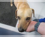 Small Black Mouth Cur-Labrador Retriever Mix