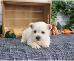Small #6 West Highland White Terrier