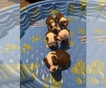 Small Photo #9 Boston Terrier Puppy For Sale in NEWPORT, NC, USA