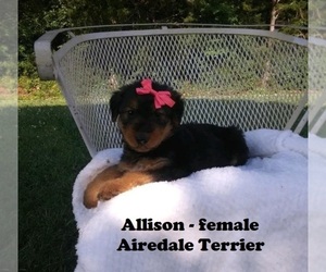 Airedale Terrier Puppy for sale in CLARKRANGE, TN, USA