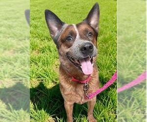Mutt Dogs for adoption in Waterford, VA, USA