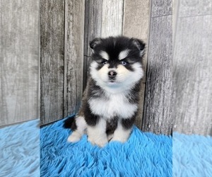 Pomsky Puppy for sale in BELLEVUE, IA, USA