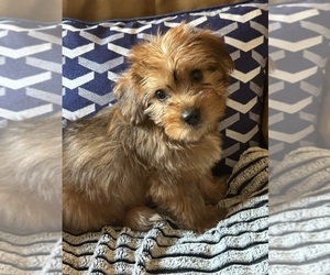 Morkie Puppy for sale in HADDAM, CT, USA