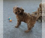 Small Photo #7 Cavapoo Puppy For Sale in FREDERICKSBURG, OH, USA