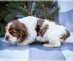Small #5 Cocker Spaniel