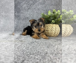 Yorkshire Terrier Puppy for sale in INDIANAPOLIS, IN, USA