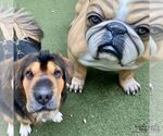 Small Photo #2 Chinese Shar-Pei-Unknown Mix Puppy For Sale in Washington, DC, USA