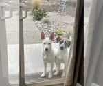 Small Photo #6 Mutt Puppy For Sale in MIDWAY, UT, USA