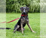 Small #1 Plott Hound Mix