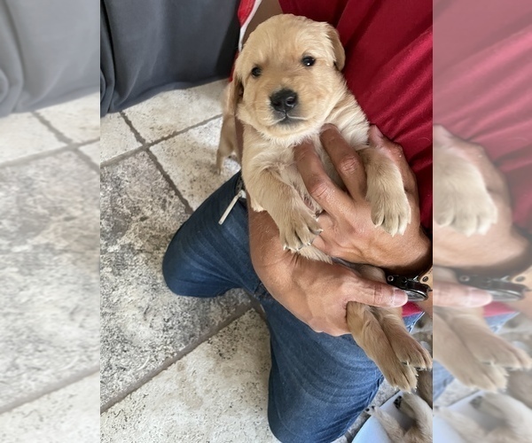 Medium Photo #30 Golden Retriever Puppy For Sale in CLEARWATER, FL, USA