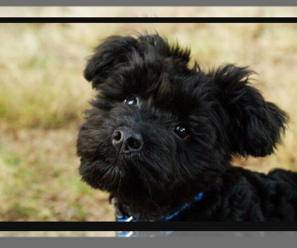 Medium Photo #40 Poocan Puppy For Sale in FAIR OAKS, CA, USA