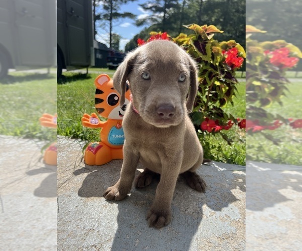 Medium Photo #6 Labrador Retriever Puppy For Sale in NEOLA, WV, USA