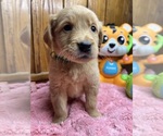 Small Photo #9 Golden Retriever Puppy For Sale in NEOLA, WV, USA