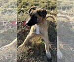 Small #21 German Shepherd Dog