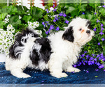 Small #6 Shih Tzu
